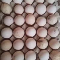 تخم مرغ محلی نطفه دار