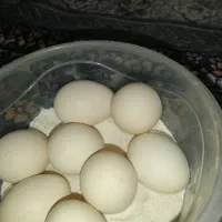 تخم مرغ محلی دورگه