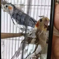 دوعدد عر.وس هلندی