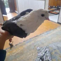 گمشده