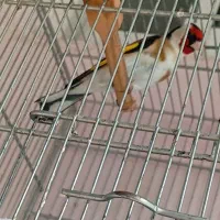 ملکه|پرنده|بندر انزلی, جزیره|دیوار