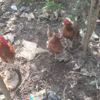 مرغ و خروس محلی