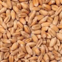 گندم میبرم‌ پول نقد درب سیلو بصورت تناژ