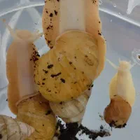 حلزون آچاتینا