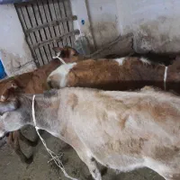 سه عدد گوساله بومی