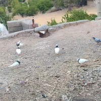 کبوتر