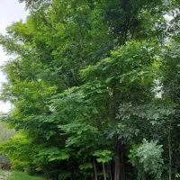 درخت نهال اقاقیا ۴تا۸متر ارتفاع مقاوم کم آبی وگرما