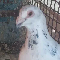کبوترنره ماده گلی شاپرکی