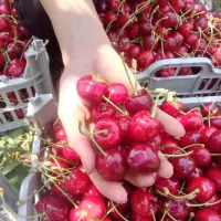 گیلاس تک دانه
