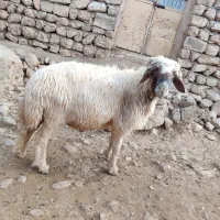 ورن یا قوچ