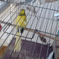 قناری رسمی بلند نر