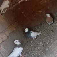 طوقی