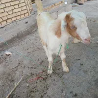 بز سفیدبرفی