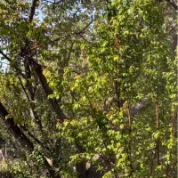 اجاره-باغ-میوه-سر-درختی