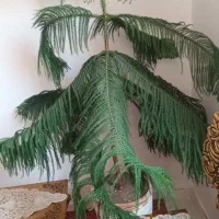 کاج مطبق بزرگ وشاداب