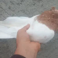 کله زرد کاکلی نر