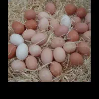 تخم مرغ طبیعی