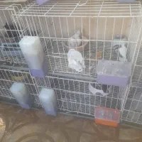 قفسه جفتی کبوتر