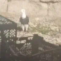 310|پرنده|خفر, |دیوار