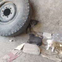 واگذاری پاکوتاه