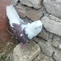 کبوتر|پرنده|نورآباد, |دیوار