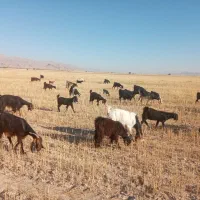 18 راس بز ترکی کهره دار و میش