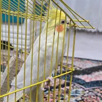 عروس هلندی ماده