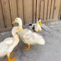 3عدد اردک و 2عددجوجه