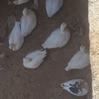 باسلام ۱۵ تا غاز سر سه تاشون نره بقیشون ماده هستن