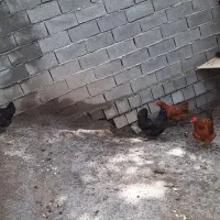 مرغ و خروس
