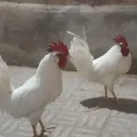 خروس گوشتی