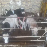 گوساله از هر نژاد نروماده