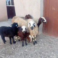 میش بره|حیوانات مزرعه|اسفرورین, |دیوار