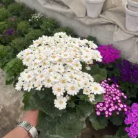 سینره گلدانی