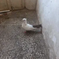 ماده دم قهوه‌ای