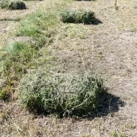فروش یونجه