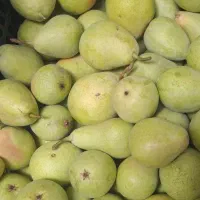 گلابی شیرین آبدار ارگانیک