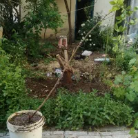 نهال درخت نسترن