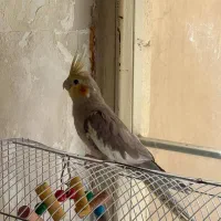 عروس هلندی ماده