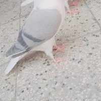 دو تا جوجه چادری