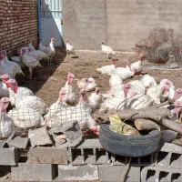 بوقلمون گوشتی