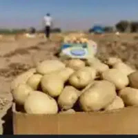 سیب زمینی