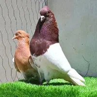 کفتر خوشگل دو رنگ