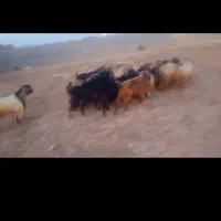 بره نر قربانی موجود است بزه نره موجود است