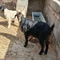 بز جوان ۸ میلیون