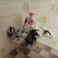 خروس لری گلین