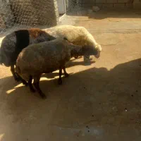 دوراس میش یه راس کاوه
