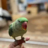شاه طوطی ماده
