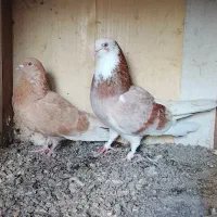 کبوتر پرشی کلکسیونی.