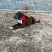 سگ ادمی|سگ|مبارکه, |دیوار